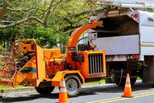 Best Tree Removal Services  in Parshall, ND